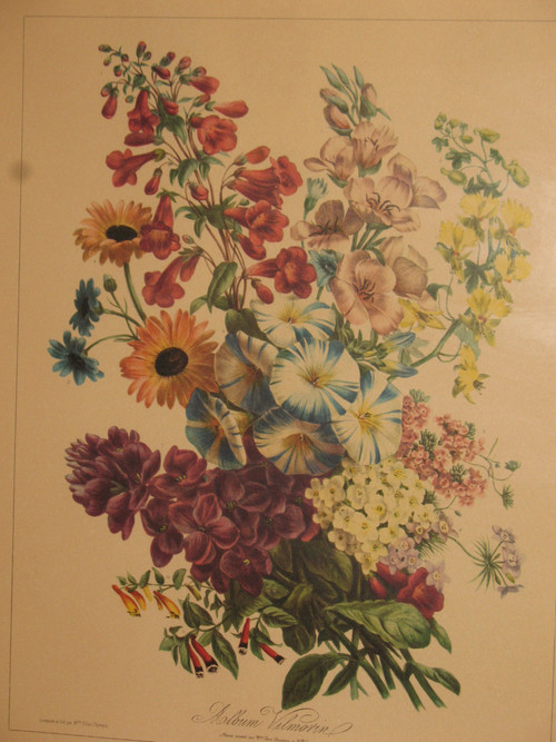 Lithographed plates Album Vilmorin bouquets of flowers painted by Elisa Champin 12 plates