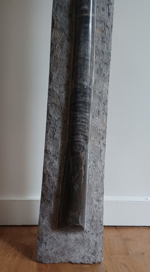 Important fossil (156 cm) - Orthoceras, 250M years old - Tazzarine deposit, Morocco - Naturalia - Curiosa