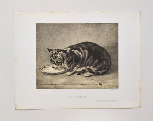 Tabby Cat Lithograph 19th C Old Print