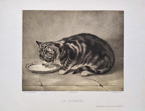 Tabby Cat Lithograph 19th C Old Print