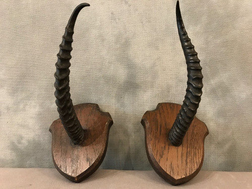 Pair of gazelle horns on wooden stand circa 1900