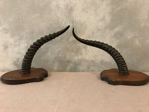 Pair of gazelle horns on wooden stand circa 1900