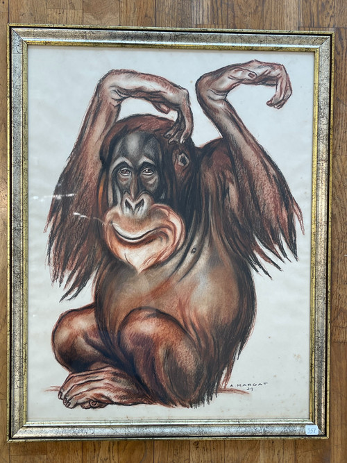 Orang-Utan, Pastellzeichnung, André MARGAT (1903-1999)