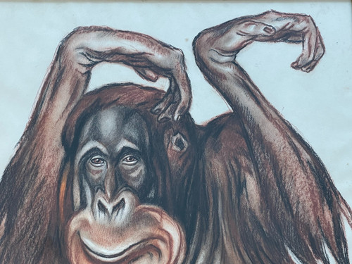 Orang-Utan, Pastellzeichnung, André MARGAT (1903-1999)