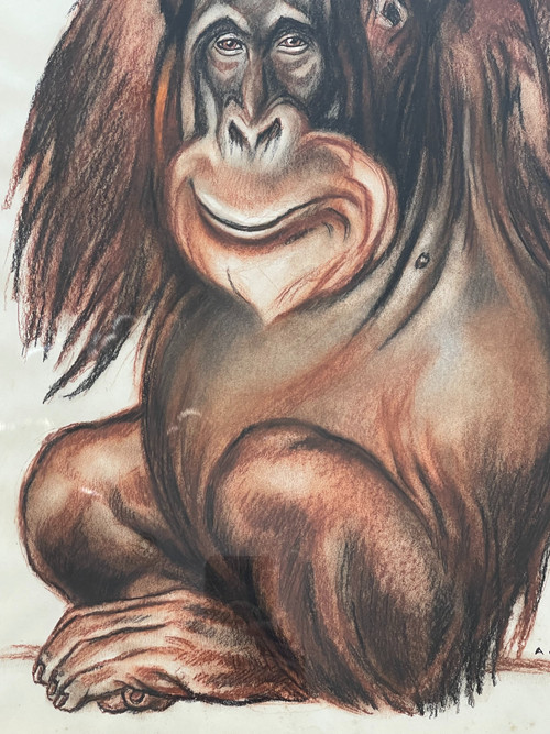 Orang-Utan, Pastellzeichnung, André MARGAT (1903-1999)