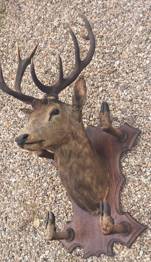 Deer head hunting trophy 10 horns coat holder early 20th century