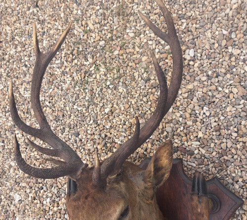 Deer head hunting trophy 10 horns coat holder early 20th century