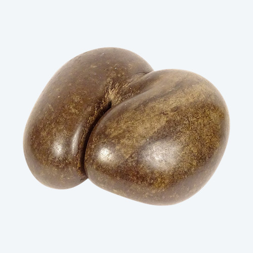 Coco Fesse Sea Coconut Seed Seychelles