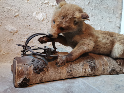 Taxidermy Cabinet de curiosité Fox on wooden trunk 19th century