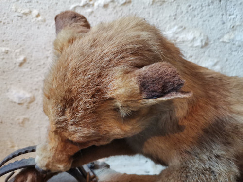 Taxidermy Cabinet de curiosité Fox on wooden trunk 19th century