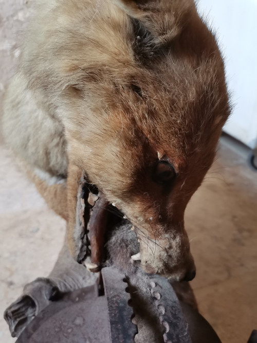 Taxidermy Cabinet de curiosité Fox on wooden trunk 19th century