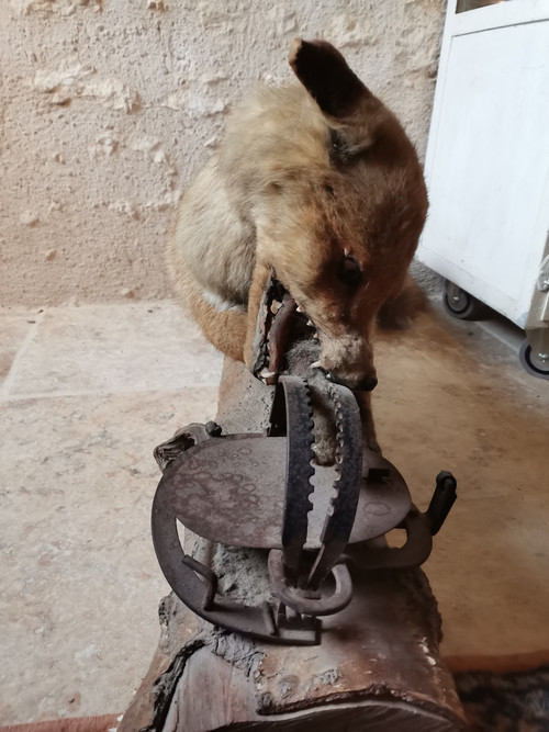 Taxidermy Cabinet de curiosité Fox on wooden trunk 19th century