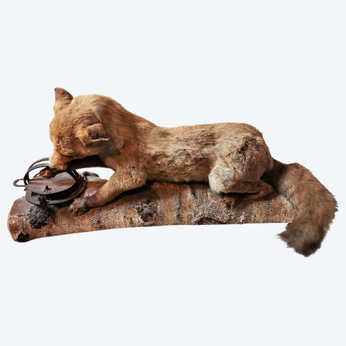 Taxidermy Cabinet de curiosité Fox on wooden trunk 19th century