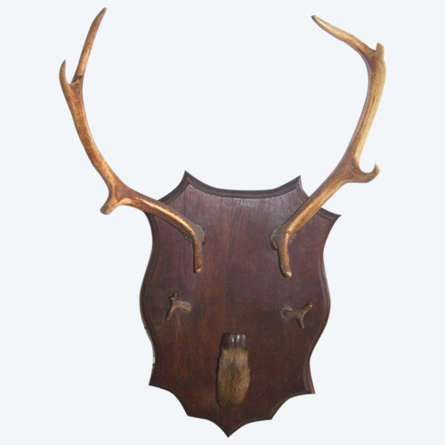 Early 20th century deer antler coat rack