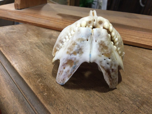 Royal sea bream jaw 