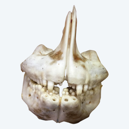 Royal sea bream jaw 