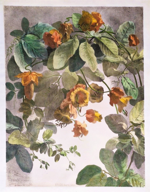 Cobée Grimpante Lithographie Aquarellée 19ème Fleurs 