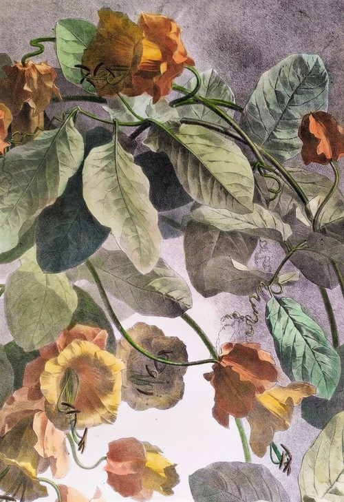 Cobée Grimpante Lithographie Aquarellée 19ème Fleurs 