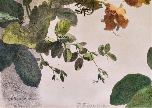 Cobée Grimpante Lithographie Aquarellée 19ème Fleurs 