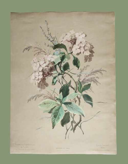 Hortensia Fleurs Grande Lithographie Aquarellée d'Après Chabal Dussurgey 19ème