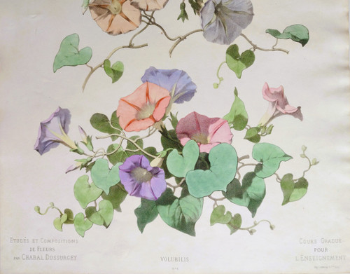 Volubilis-Blumen, botanische Aquarell-Lithographie von Chabal Dussurgey, 19. Jahrhundert