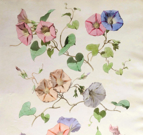 Volubilis-Blumen, botanische Aquarell-Lithographie von Chabal Dussurgey, 19. Jahrhundert