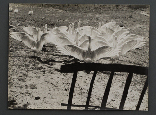 Photographie argentique par Bernard Darot Le Ballet des Oies XXe