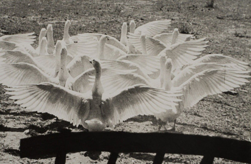 Photographie argentique par Bernard Darot Le Ballet des Oies XXe