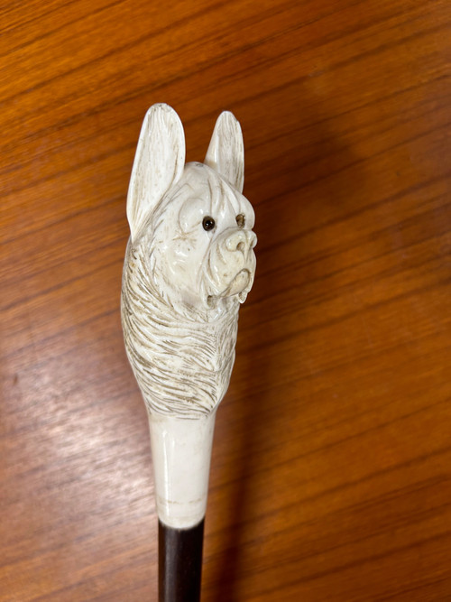 Antique Cane Or Walking Stick Carved Ivory Dog Head Late 19th Century