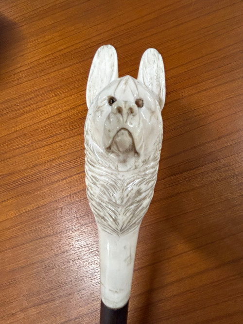 Antique Cane Or Walking Stick Carved Ivory Dog Head Late 19th Century