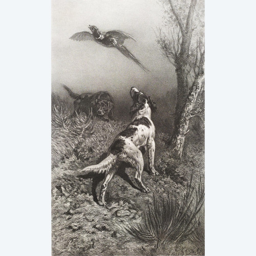 Hunting Dogs And Pheasant 19th Century Lithograph Old Print