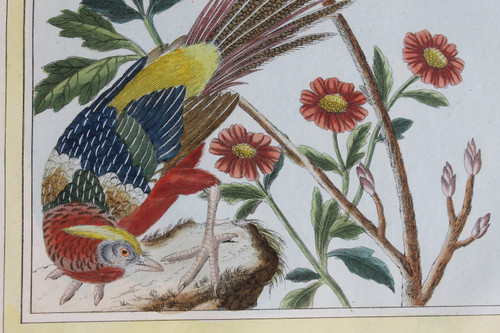 Golden Pheasant and Colchis Pheasant watercolor engravings 18th century framed birds