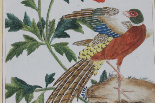 Golden Pheasant and Colchis Pheasant watercolor engravings 18th century framed birds