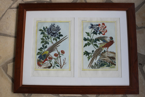 Golden Pheasant and Colchis Pheasant watercolor engravings 18th century framed birds