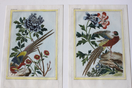 Golden Pheasant and Colchis Pheasant watercolor engravings 18th century framed birds