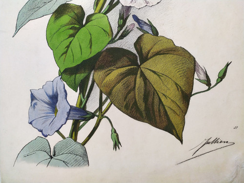 Bindweed Flowers By Julien Watercolor Lithograph 19th C Old Print