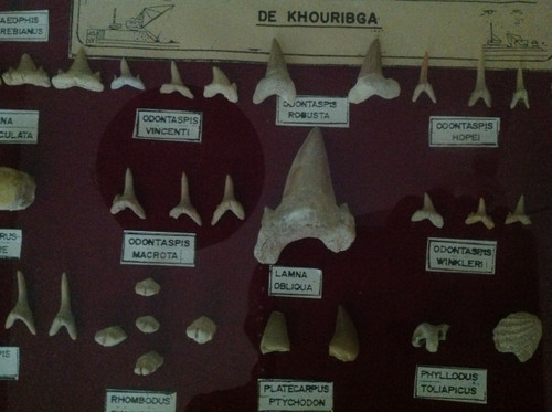 Dents de requins fossiles, Maroc.