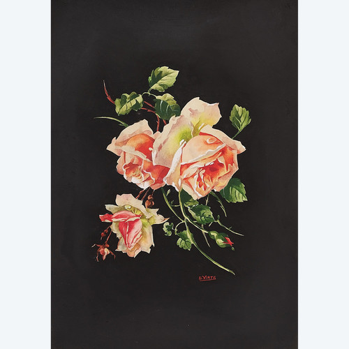 Roses Gouache Signed G.virte 20th C 