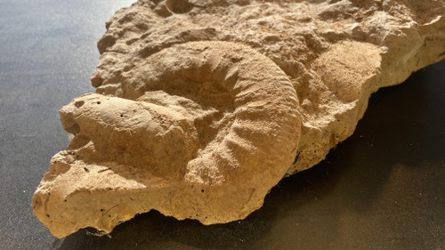 Fossili di ammoniti, ere paleozoiche o mesozoiche