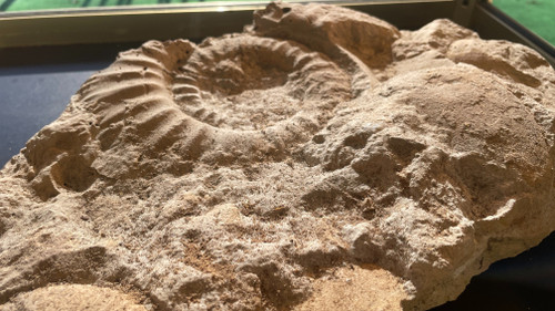 Fossili di ammoniti, ere paleozoiche o mesozoiche