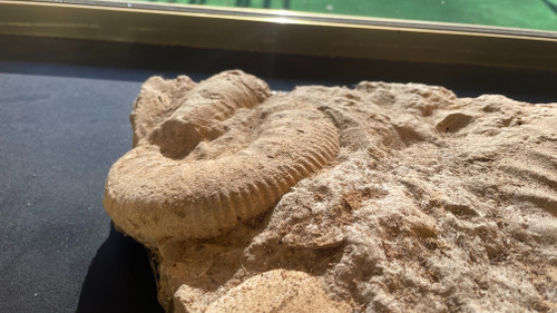 Fossili di ammoniti, ere paleozoiche o mesozoiche