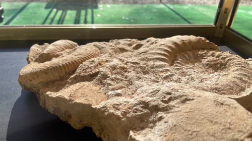 Fossili di ammoniti, ere paleozoiche o mesozoiche