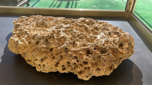 Fossili di ammoniti, ere paleozoiche o mesozoiche