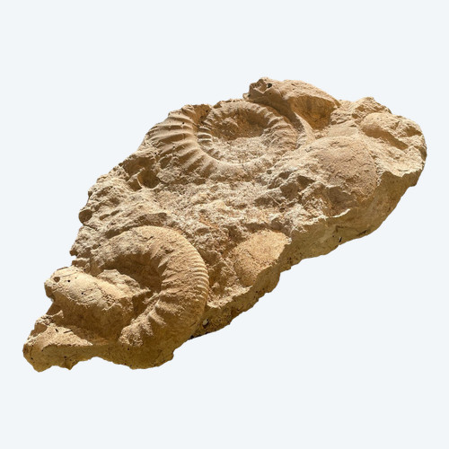 Fossili di ammoniti, ere paleozoiche o mesozoiche