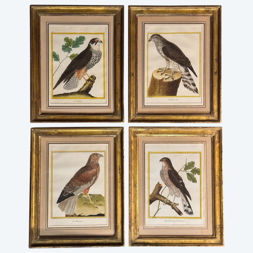 Set of 4 framed engravings by Martinet for Buffon – birds – birds of prey – 18th century