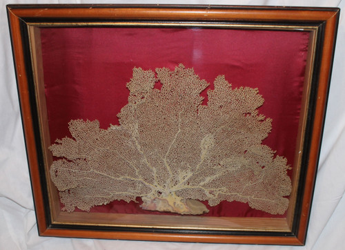 Large framed sea gorgonian for cabinet of curiosities Paramuricea clavata Coral