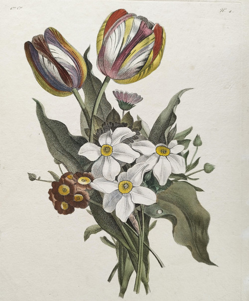 Flowers Tulips Narcissus Antique Engraving Watercolor 18th C Etching Old Print