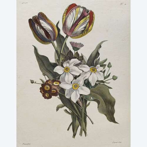 Flowers Tulips Narcissus Antique Engraving Watercolor 18th C Etching Old Print