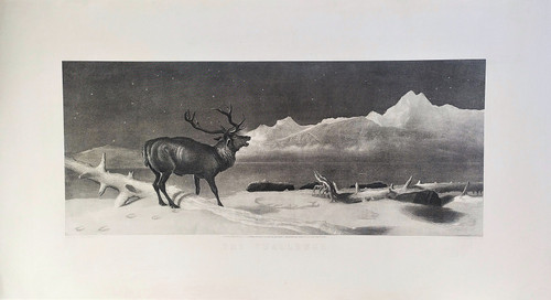 Edwin Landseer Incisione antica Animali da cervo XIX secolo