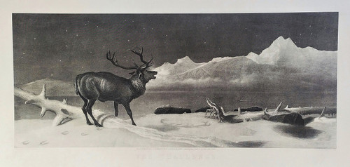 Edwin Landseer Incisione antica Animali da cervo XIX secolo